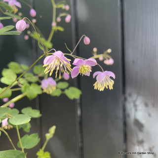 Thalictrum Delavayi 4L