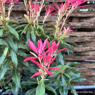 Pieris Forest Flame 3L