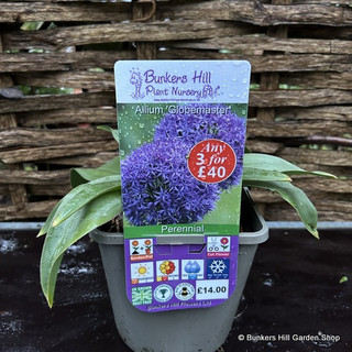 Allium 'Globemaster' 3ltr pot