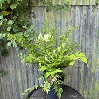 Cyrtomium fortunei clivicola (Fern) XL