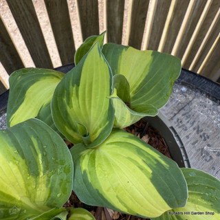 Hosta 'Color Festival' 2L