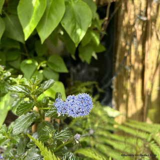 Ceanothus repens pyramid (2L)