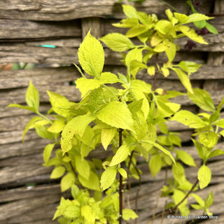 Philadelphus cor. 'Aureus' - 3ltr