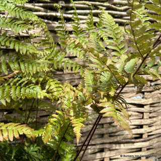 Shadow garden fern