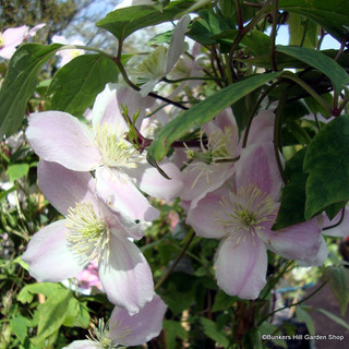 Clematis montana 'Mayleen' 1.5m Trellis