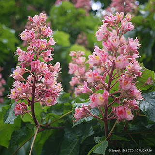 Aesculus x carnea 'Briotii' 5L