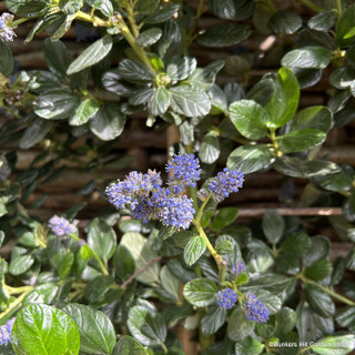 Ceanothus Yankee Point - 1.2m trellis