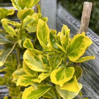 Euonymus aureus 1.2m trellis