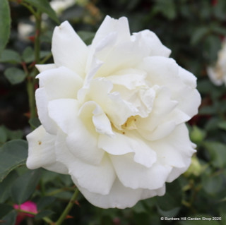 Creme de la Creme - Climbing Rose