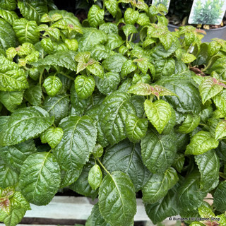 Hydrangea anomala  'Winter Surprise' 3L