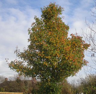 Pyrus calleryana 'Chanticleer (Callery Pear) 14/16cm (70L)