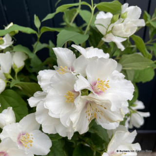 Philadelphus Belle Etoile (7.5L)