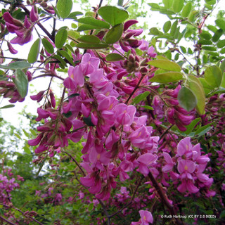 Robinia x margarettea 'Georgia da Torino' 7L