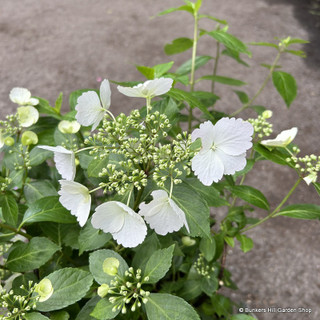 Hydrangea 'Runaway Bride Snow White' 15L