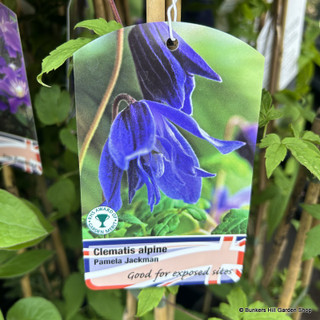 Clematis 'Pamela Jackman' 2L