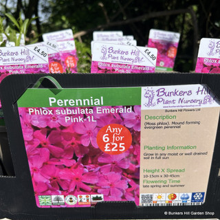 Phlox subulata Emerald Pink 1ltr