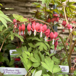 Dicentra spectabilis 'Valentine' (Bleeding heart) 3ltr