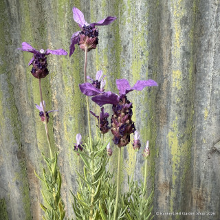 French lavender