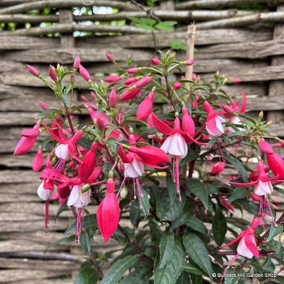 Fuchsia Bella 1ltr