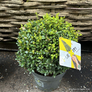 Ilex crenata 'Dark Green' ball 30cm (7.5L)