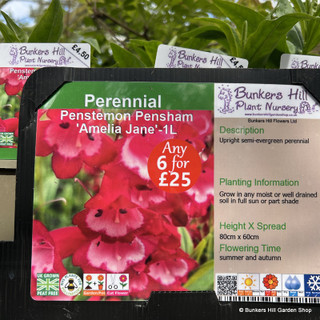 Penstemon 'Amelia Jane' 1ltr pot