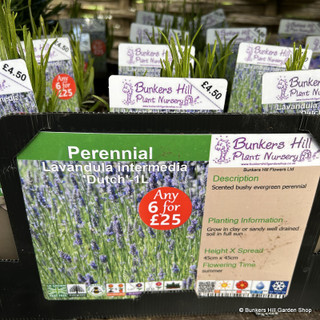 Lavandula intermedia 'Dutch' 1ltr pot