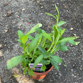 Verbena bonarienses (small)