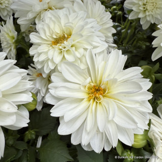 Dahlia - mix