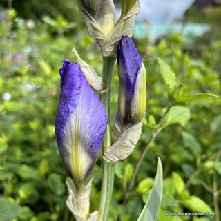 Iris pallida Variegata Gold 3L