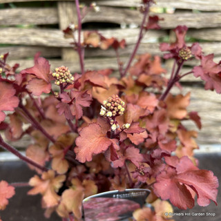 Heuchera 'Cherryberry' 2L