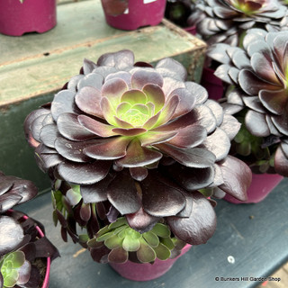 Aeonium arboreum Velours atropurpureum (Succulent) p15