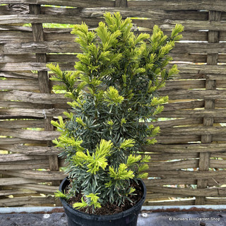 Taxus baccata 'Bright Gold'