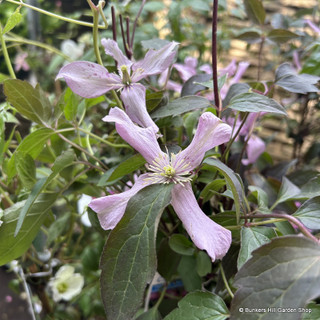 Clematis montana 'Warwickshire Rose' 3L