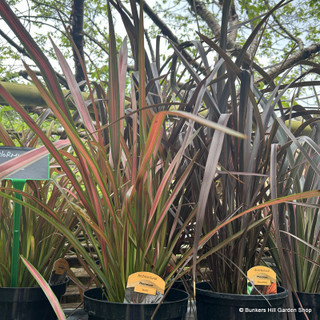 Phormium 'Jester'