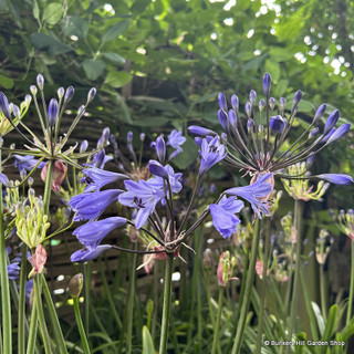 Agapanthus 'Amourette superb blue' INSTANT (p23)