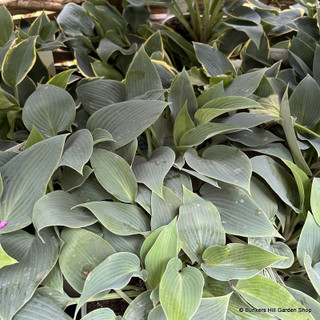 Hosta - mixed varieties (p17)