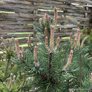 Pinus mugo 'Green Candle' 5L