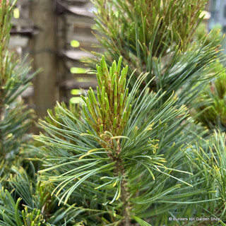 Pinus pumila 'Barmstedt' 5L
