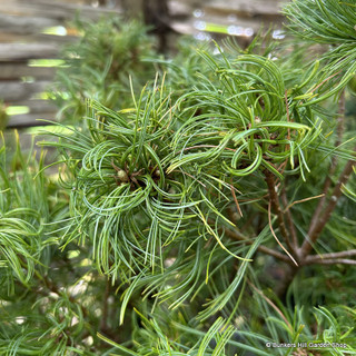 Pinus strobus 'Tiny Curls' 5L