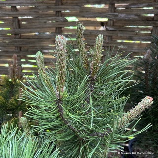 Pinus mugo 'Sunshine' 5L