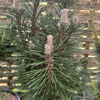 Pinus nigra 'Richard' 5L
