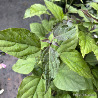 Clerodendron tr. 'Purple Blaze'