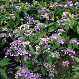 Hydrangea aspera 'Farrell'