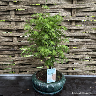 Metasequoia bonsai 26cm