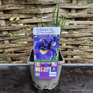 Iris siberica 'Double Standard' 3L