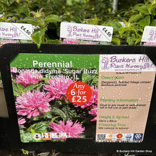 Monarda didyma 'Sugar Buzz Pink Frosting' 1ltr