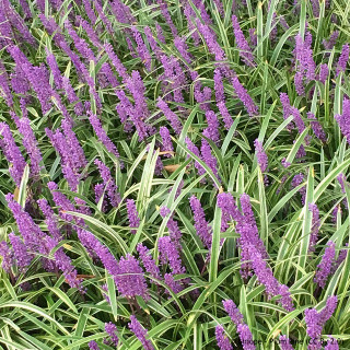 Liriope muscari 'Big Blue' - 5ltr