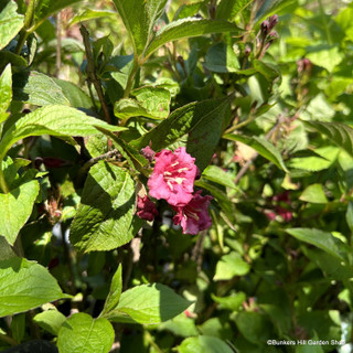 Weigela folius Bristol Ruby (3L)