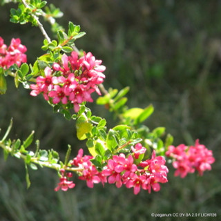 Escallonia 'Red Elf' 3L