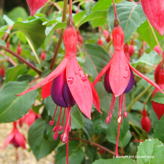 Fuchsia 'Tom Thumb'